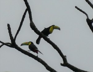 Bird Watching Tour outside La Fortuna Costa Rica (3)