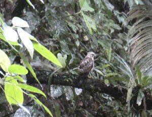 Bird Watching Tour outside La Fortuna Costa Rica (4)