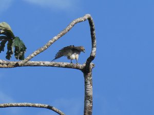 Bird Watching Tour outside La Fortuna Costa Rica (7)