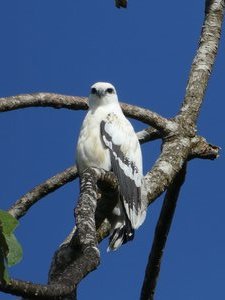 Bird Watching Tour outside La Fortuna Costa Rica (8)