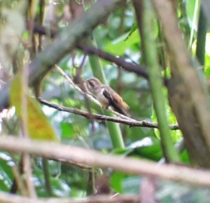 Bird Watching Tour outside La Fortuna Costa Rica (9)