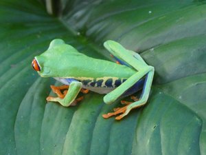 Bogarin Trail wildlife Centre La Fortuna Costa Rica - Red-eyed Frog (1)