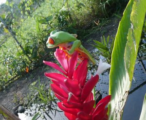 Bogarin Trail wildlife Centre La Fortuna Costa Rica - Red-eyed Frog (3)
