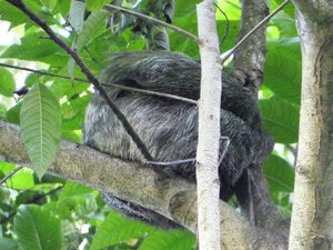 Bogarin Trail wildlife Centre La Fortuna Costa Rica - Three-toed Sloth