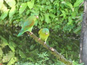 Bogarin Trail wildlife Centre La Fortuna Costa Rica (5)