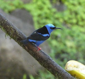 Bogarin Trail wildlife Centre La Fortuna Costa Rica (10)