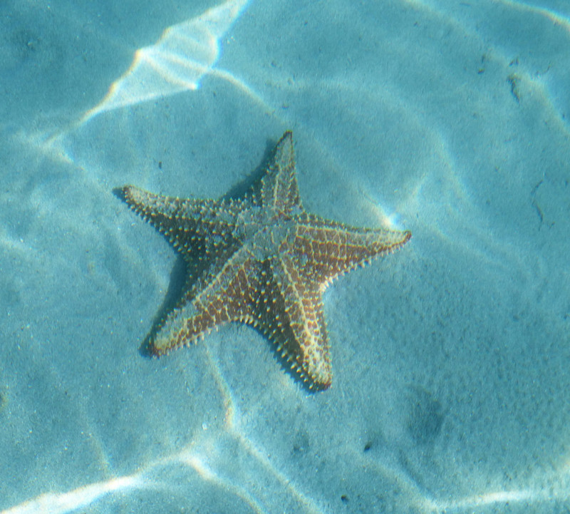 Star Fish Beach on Colon Island Panama  (8)
