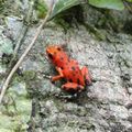 Red Frog Beach on Bastimento Island Panama - the red frog (4)