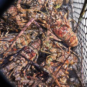 Star Fish Beach on Colon Island Panama - fresh lobsters