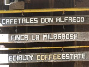 Coffee Tour Boquete Panama (8)