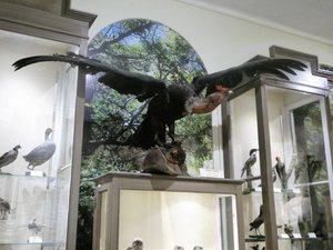 Maggiorino Bargatello Museum Punta Arenas - Albatross