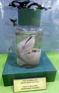 Maggiorino Bargatello Museum Punta Arenas - foetus of blue whale