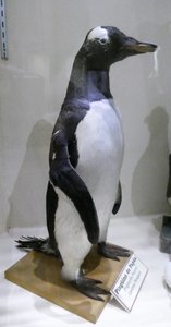 Maggiorino Bargatello Museum Punta Arenas - Gentoo Penguin