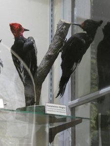 Maggiorino Bargatello Museum Punta Arenas - Woodpecker