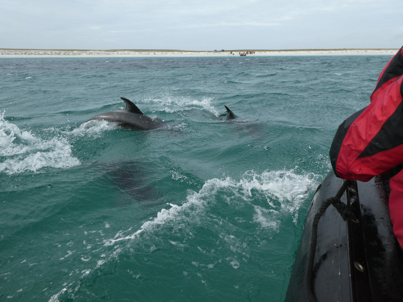 Bleaker Island Falklands - dolphins (1)