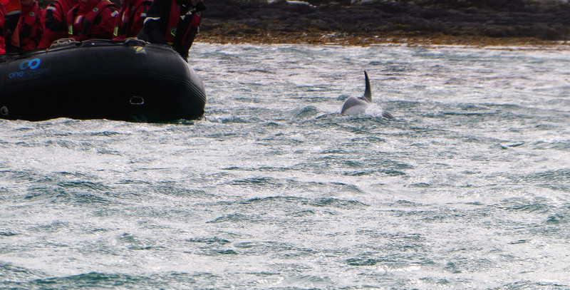 Bleaker Island Falklands - dolphins (2)