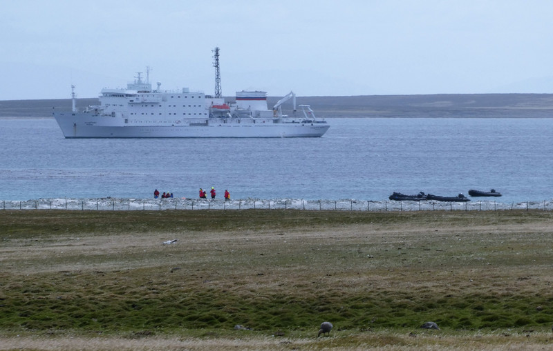 Bleaker Island Falklands (10)