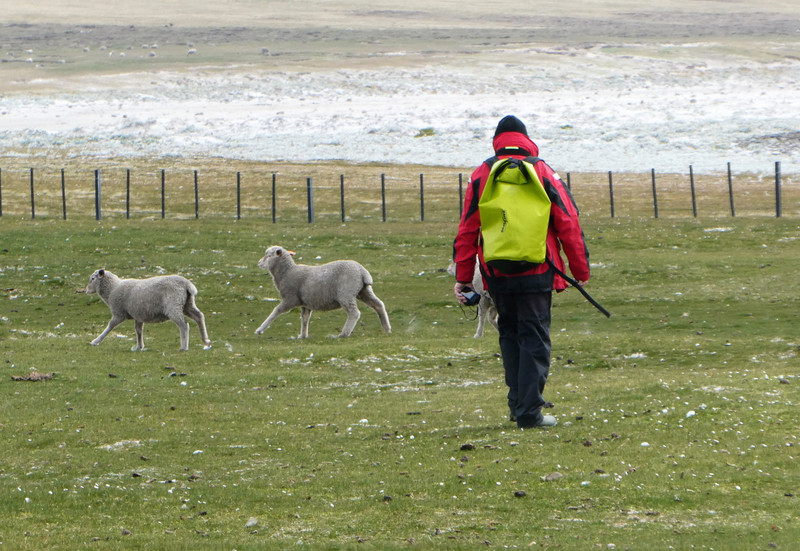 Bleaker Island Falklands (11)