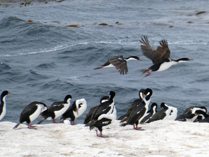Rockhopper Penguins & Magellenic Cormorants (1)