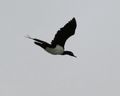 Cormorant (2)