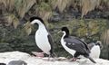 Imperial Cormorants (2)