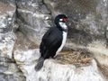 Magellanic Cormorants (1)