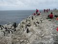 Rockhopper Penguins (6)