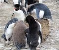 Rockhopper Penguins (7)