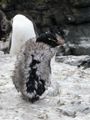Rockhopper Penguins (11)
