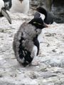 Rockhopper Penguins (12)