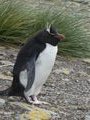 Rockhopper Penguins (13)