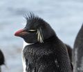 Rockhopper Penguins (14)