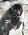 Rockhopper Penguins (16)