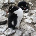 Rockhopper Penguins (17)