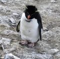Rockhopper Penguins (18)