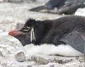 Rockhopper Penguins (20)