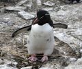 Rockhopper Penguins (21)