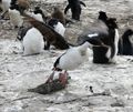 Rockhopper Penguins (23)