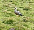 Ruddy-headed Goose