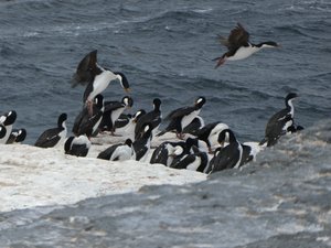Rockhopper Penguins & Magellenic Cormorants (2)