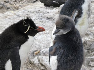 Rockhopper Penguins (1)