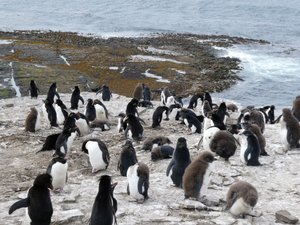 Rockhopper Penguins (2)