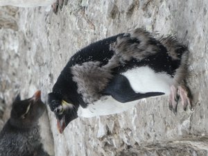 Rockhopper Penguins (3)