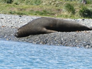 Wildlife at Grytviken - Fur Seals (1)