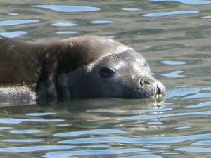 Wildlife at Grytviken - Fur Seals (2)