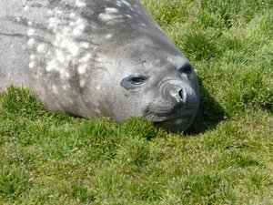 Wildlife at Grytviken - Fur Seals (3)