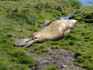 Wildlife at Grytviken - Fur Seals (4)