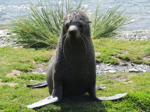 Wildlife at Grytviken - Fur Seals (5)