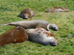 Wildlife at Grytviken - Fur Seals (6)
