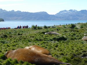 Wildlife at Grytviken - Fur Seals (7)